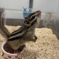 シマリス ♂(2025年春生まれの新生児)馴れてます♪の画像9
