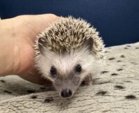 ハリネズミ（当店産ベビー：パイド♀）の画像8