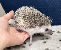 ハリネズミ（当店産ベビー：パイド♀）の画像9