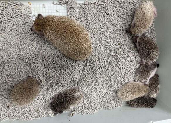 ハリネズミ（当店産ベビー：ノーマル系・シナモン系♂♀）のメイン画像