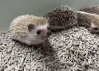 ハリネズミ（当店産ベビー：ノーマル系・シナモン系♂♀）の画像1