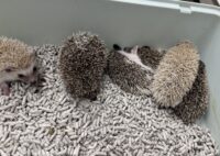 ハリネズミ（当店産ベビー：ノーマル系・シナモン系♂♀）の画像2