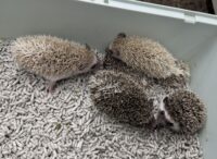 ハリネズミ（当店産ベビー：ノーマル系・シナモン系♂♀）の画像3