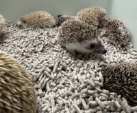 ハリネズミ（当店産ベビー：ノーマル系・シナモン系♂♀）の画像4