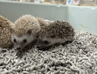 ハリネズミ（当店産ベビー：ノーマル系・シナモン系♂♀）の画像5