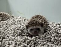 ハリネズミ（当店産ベビー：ノーマル系・シナモン系♂♀）の画像6