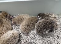 ハリネズミ（当店産ベビー：ノーマル系・シナモン系♂♀）の画像7