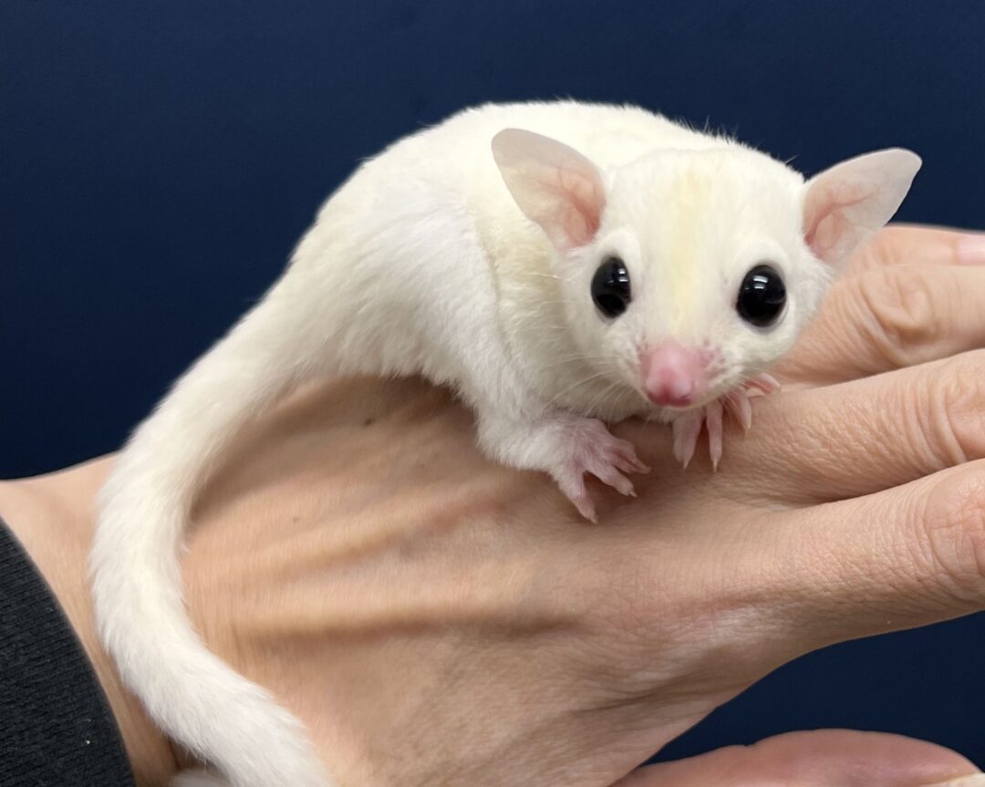 フクロモモンガ | ピュアアニマル