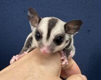 フクロモモンガの画像6