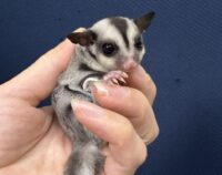 フクロモモンガの画像4