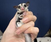 フクロモモンガの画像7