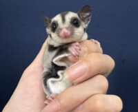 フクロモモンガの画像8