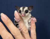 フクロモモンガの画像5