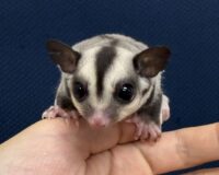 フクロモモンガの画像5
