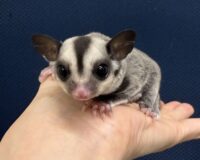 フクロモモンガの画像6