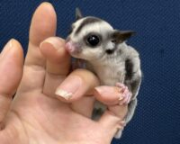 フクロモモンガの画像7