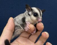 フクロモモンガの画像9