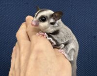 フクロモモンガの画像10