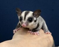 フクロモモンガの画像11