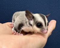 フクロモモンガの画像12