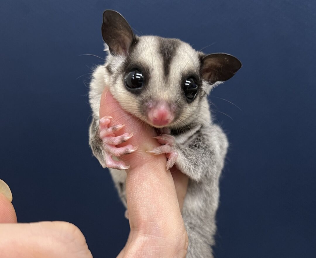 フクロモモンガ | ピュアアニマル