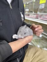 ネザーランドドワーフの画像2