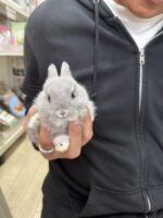 ネザーランドドワーフの画像1