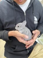 ネザーランドドワーフの画像3