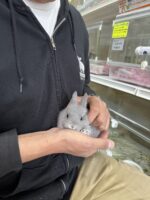 ネザーランドドワーフの画像6