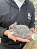 ネザーランドドワーフの画像7