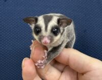 フクロモモンガの画像5