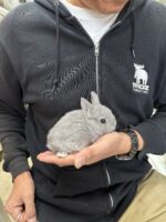 ネザーランドドワーフの画像8