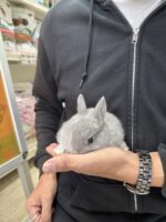 ネザーランドドワーフの画像9