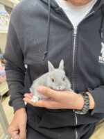 ネザーランドドワーフの画像10