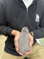 ネザーランドドワーフの画像11