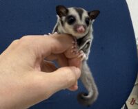 フクロモモンガの画像6
