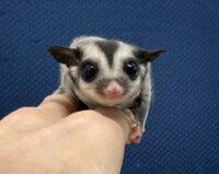 フクロモモンガの画像2