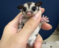 フクロモモンガの画像3