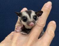 フクロモモンガの画像5