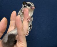 フクロモモンガの画像10