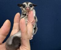 フクロモモンガの画像1