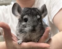 チンチラ（スタンダードグレー）オス｜2026年1月14日生まれ・国産・税込35,000円 | ピュア☆アニマルの画像2