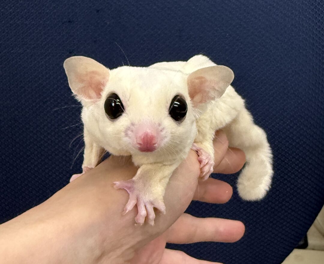 フクロモモンガのメイン画像