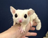 フクロモモンガの画像4