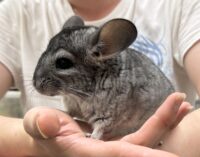 チンチラ（スタンダードグレー）オス｜2026年1月14日生まれ・国産・税込35,000円 | ピュア☆アニマルの画像5