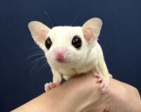 フクロモモンガの画像5