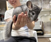 チンチラ（スタンダードグレー）オス｜2026年1月14日生まれ・国産・税込35,000円 | ピュア☆アニマルの画像10