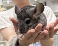 チンチラ（スタンダードグレー）オス｜2026年1月14日生まれ・国産・税込35,000円 | ピュア☆アニマルの画像11