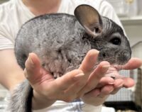 チンチラ（スタンダードグレー）オス｜2026年1月14日生まれ・国産・税込35,000円 | ピュア☆アニマルの画像3