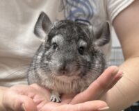 チンチラ（スタンダードグレー）オス｜2026年1月14日生まれ・国産・税込35,000円 | ピュア☆アニマルの画像1